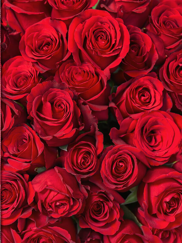 Blossom Your Dreams: Unfold the Petals of Your Potential